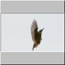 Sitta europaea - Kleiber 09.jpg